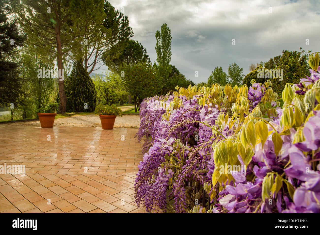 Büsche lila Glyzinien Blüten im Morgengrauen nach dem Regen in einem europäischen Garten. Italien Stockfoto