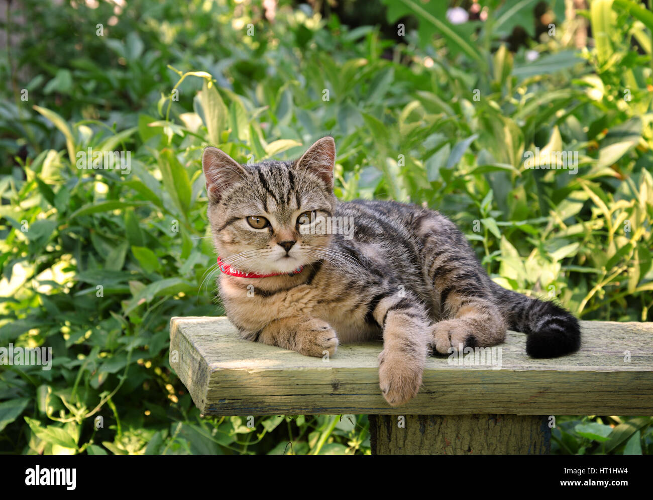 schöne kleine Kätzchen mit schönen Augen und eine schöne Farbe in der Natur Stockfoto