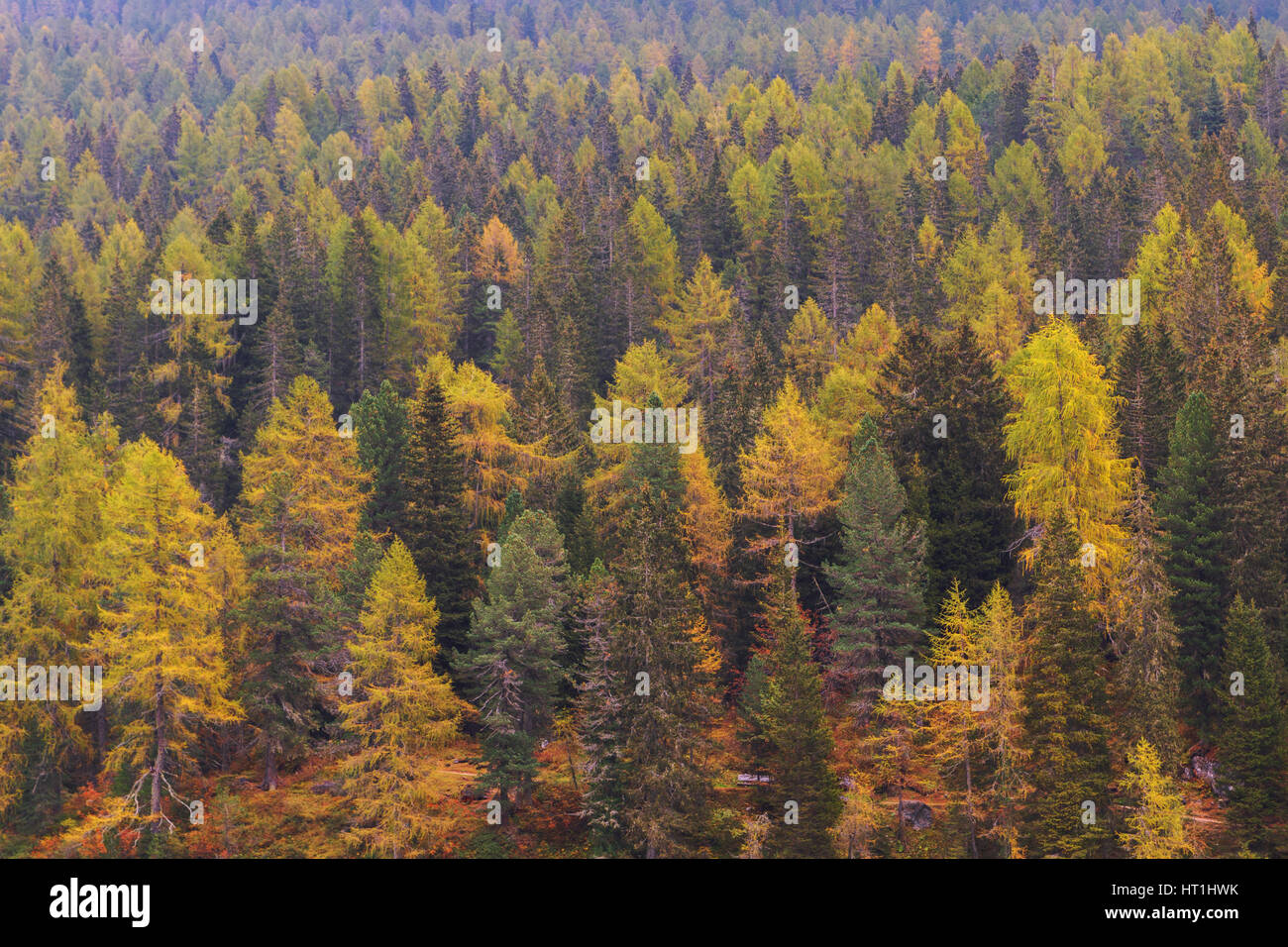 Nebligen Kiefernwald am Hang in den Dolomiten in Italien Stockfoto