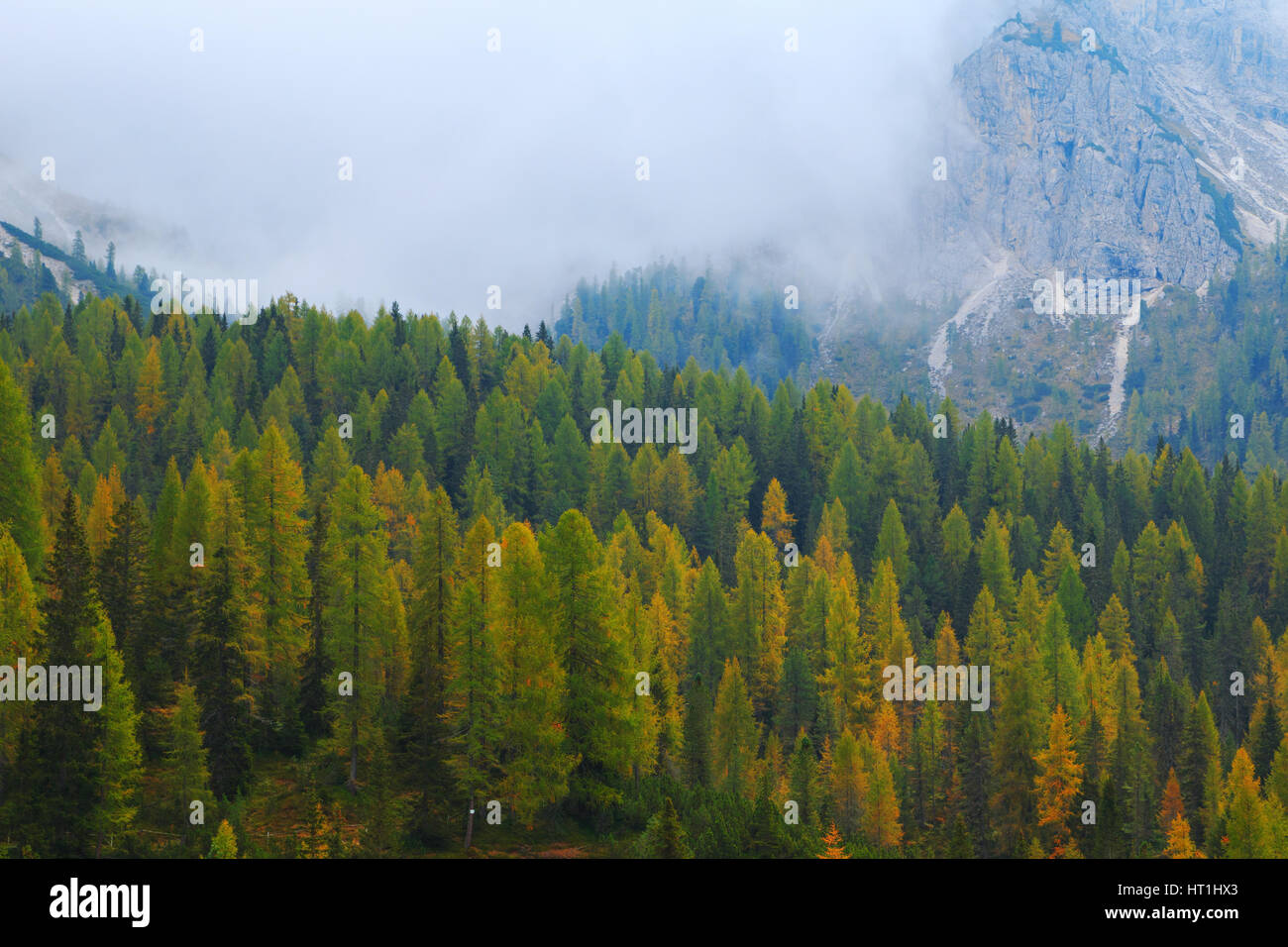Nebligen Kiefernwald am Hang in den Dolomiten in Italien Stockfoto