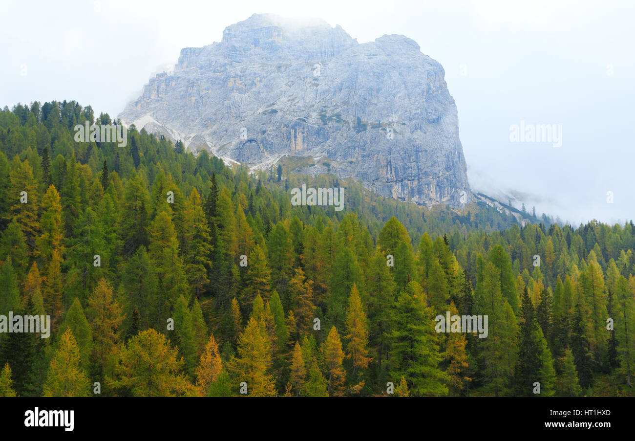 Nebligen Kiefernwald am Hang in den Dolomiten in Italien Stockfoto