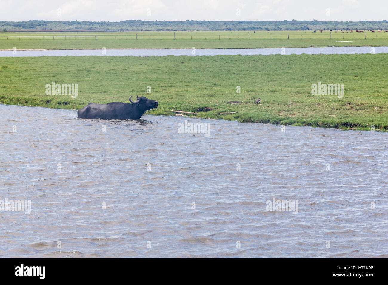 Bullen schwimmen in Lagoa do Peixe See, Mostardas Stadt, Rio Grande do Sul, Brasilien. Stockfoto