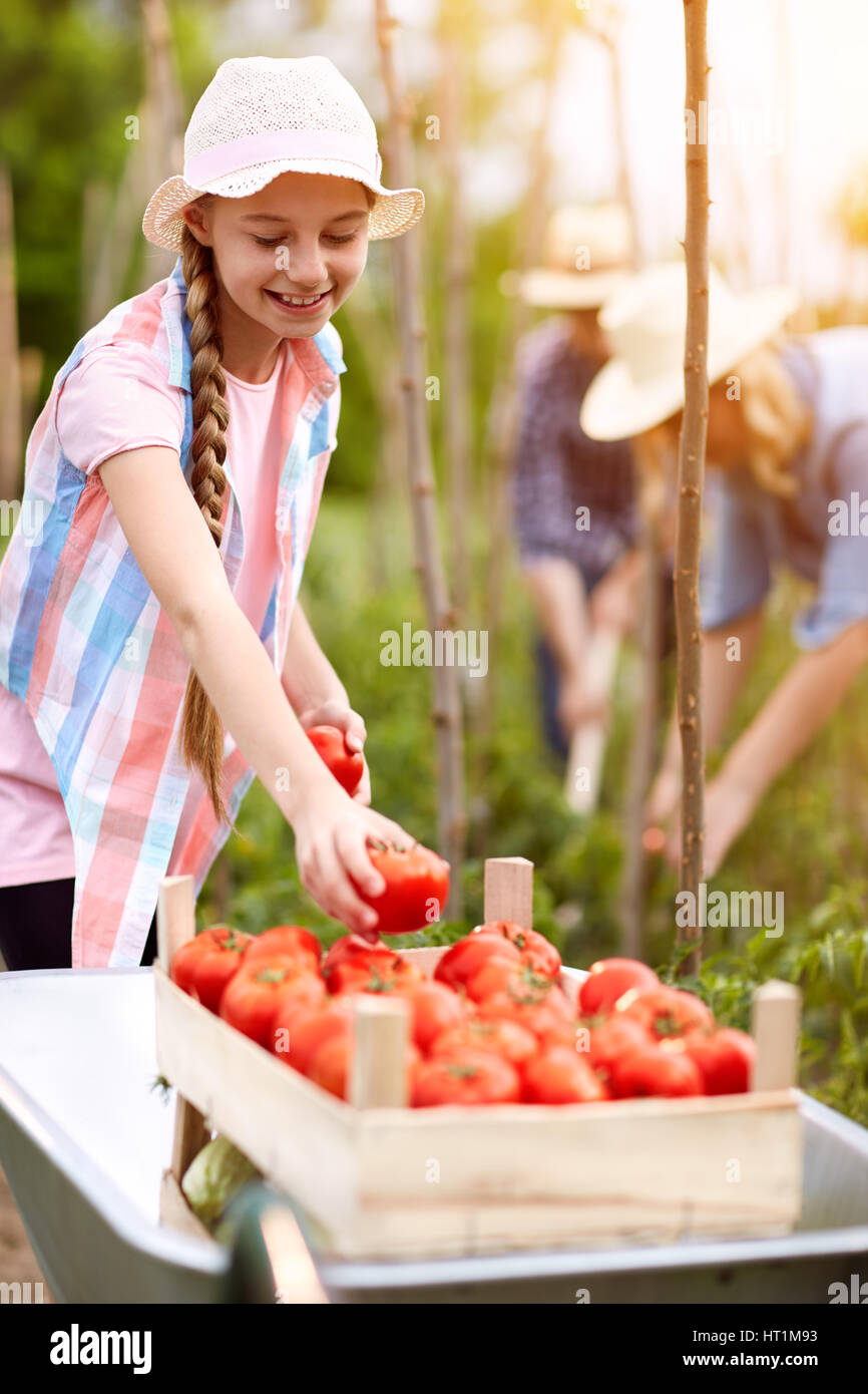 Ländliche Familie Kommissionierung Tomaten im Sommer Stockfoto