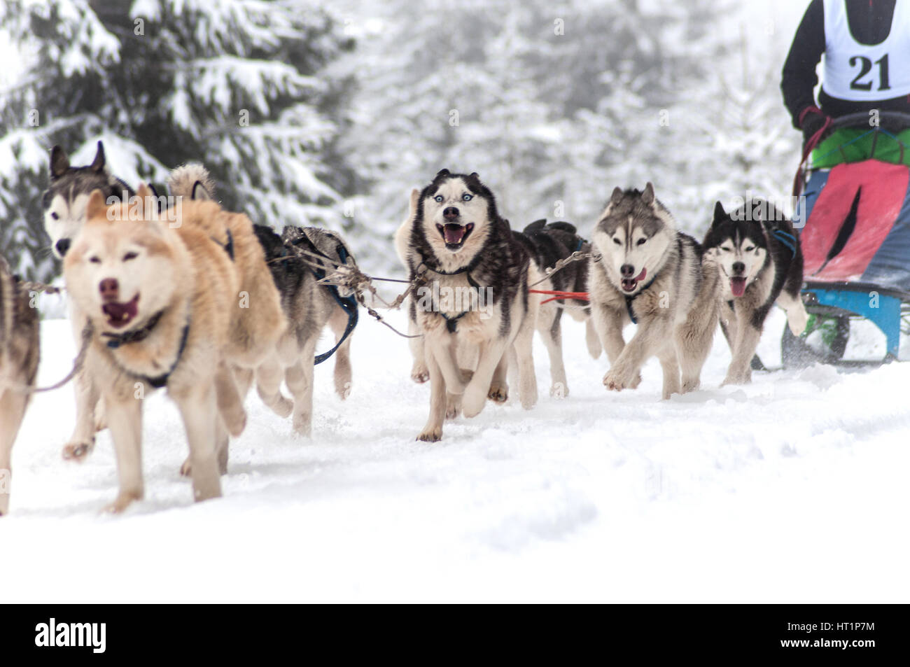 Schlittenhunderennen Stockfoto