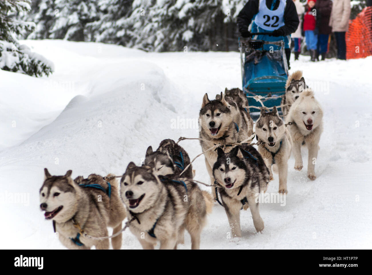 Husky Schlittenhunde Stockfoto