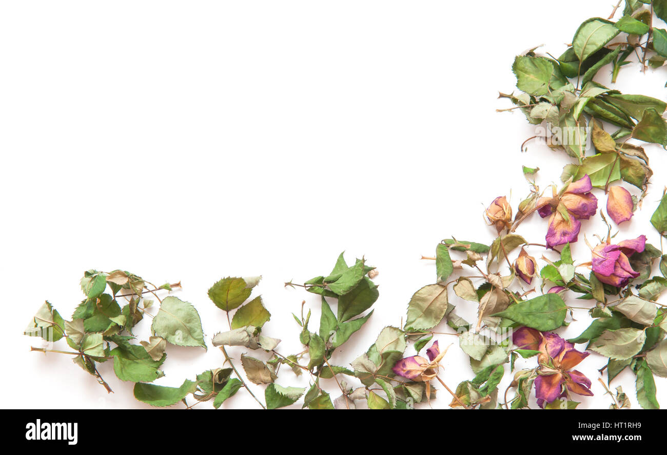 Blumen-Komposition. Gestell aus getrockneten Rosenblüten Stockfoto
