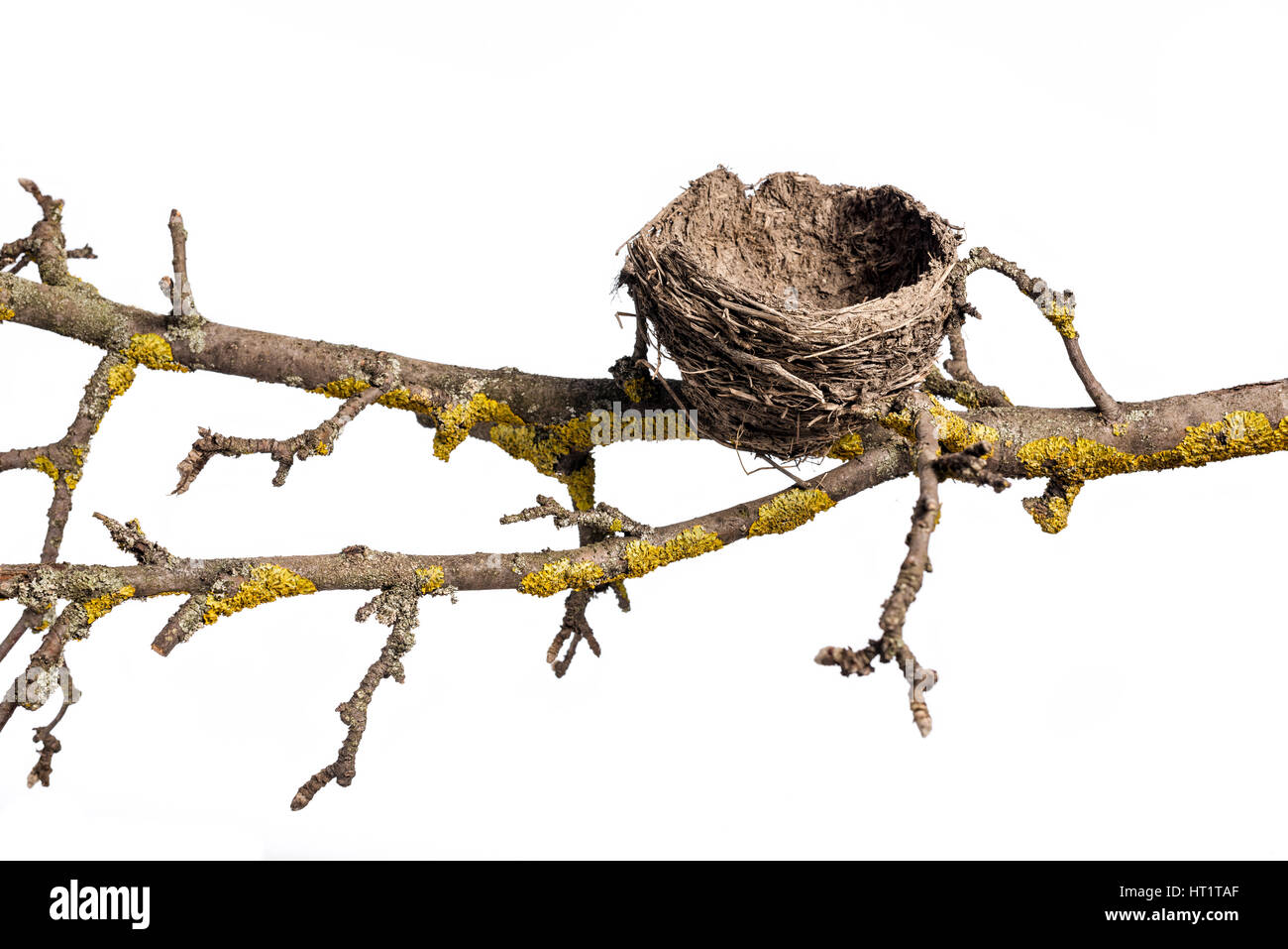 Verlassenen Nest auf dem alten Baum, auf weißem Hintergrund. Leere Bird's Nest. Stockfoto