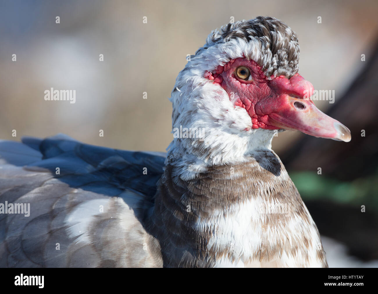 Nahaufnahme einer Barbarie-Ente (Cairina Moschata) Stockfoto