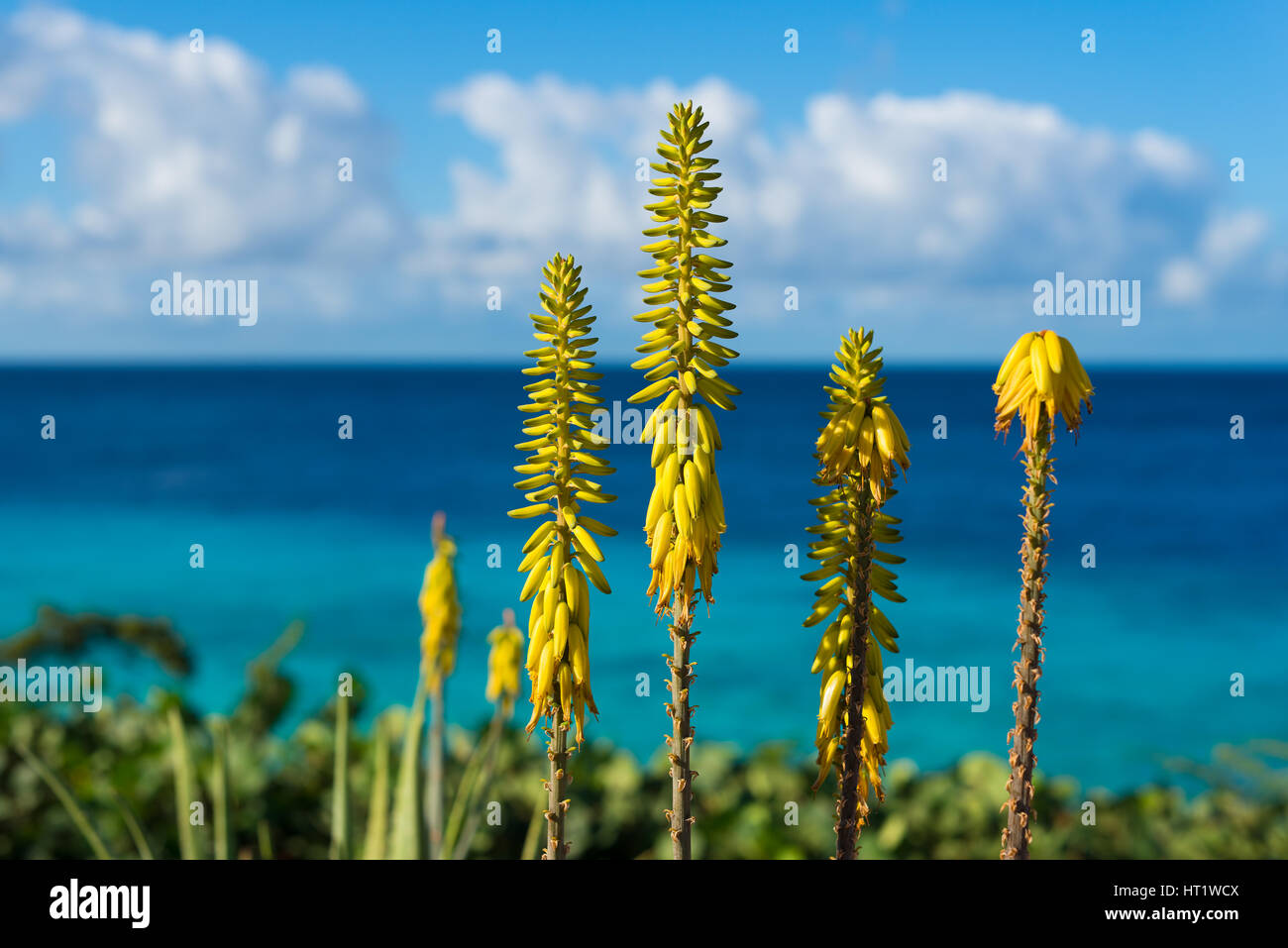 Bl te Gelbe Blumen Aloe Vera Pflanze Und Blauen Meer Insel Cura ao bl-te-gelbe-blumen-aloe-vera-pflanze-und-blauen-meer-insel-cura-ao