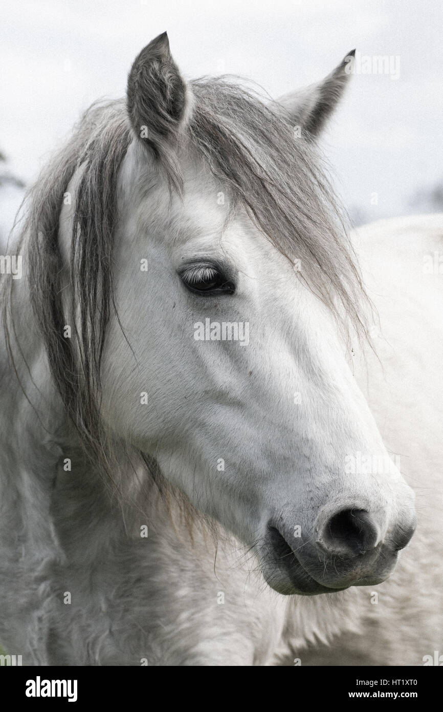 White Horse Head Profil Stockfoto