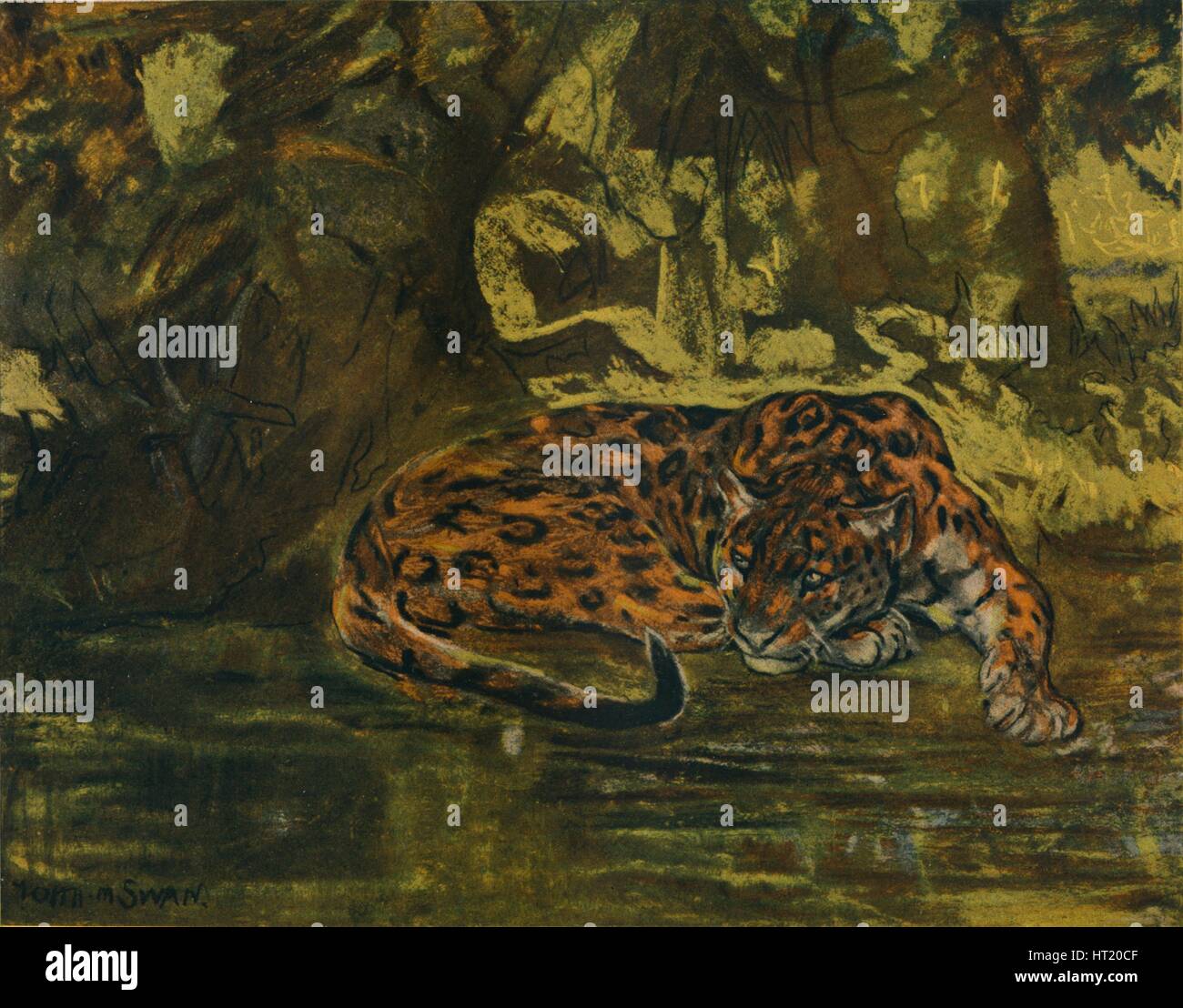 'A Jaguar", 1900. Künstler: John MacAllan Schwan. Stockfoto