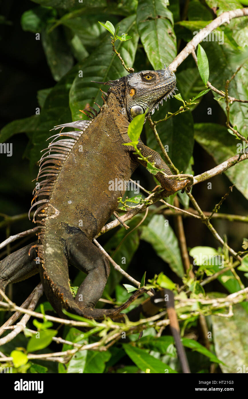 Eine große Erwachsene grüner Leguan, Iguana Iguana, in einem Baum im Regenwald im Nationalpark Tortuguero, Costa Rica. Stockfoto