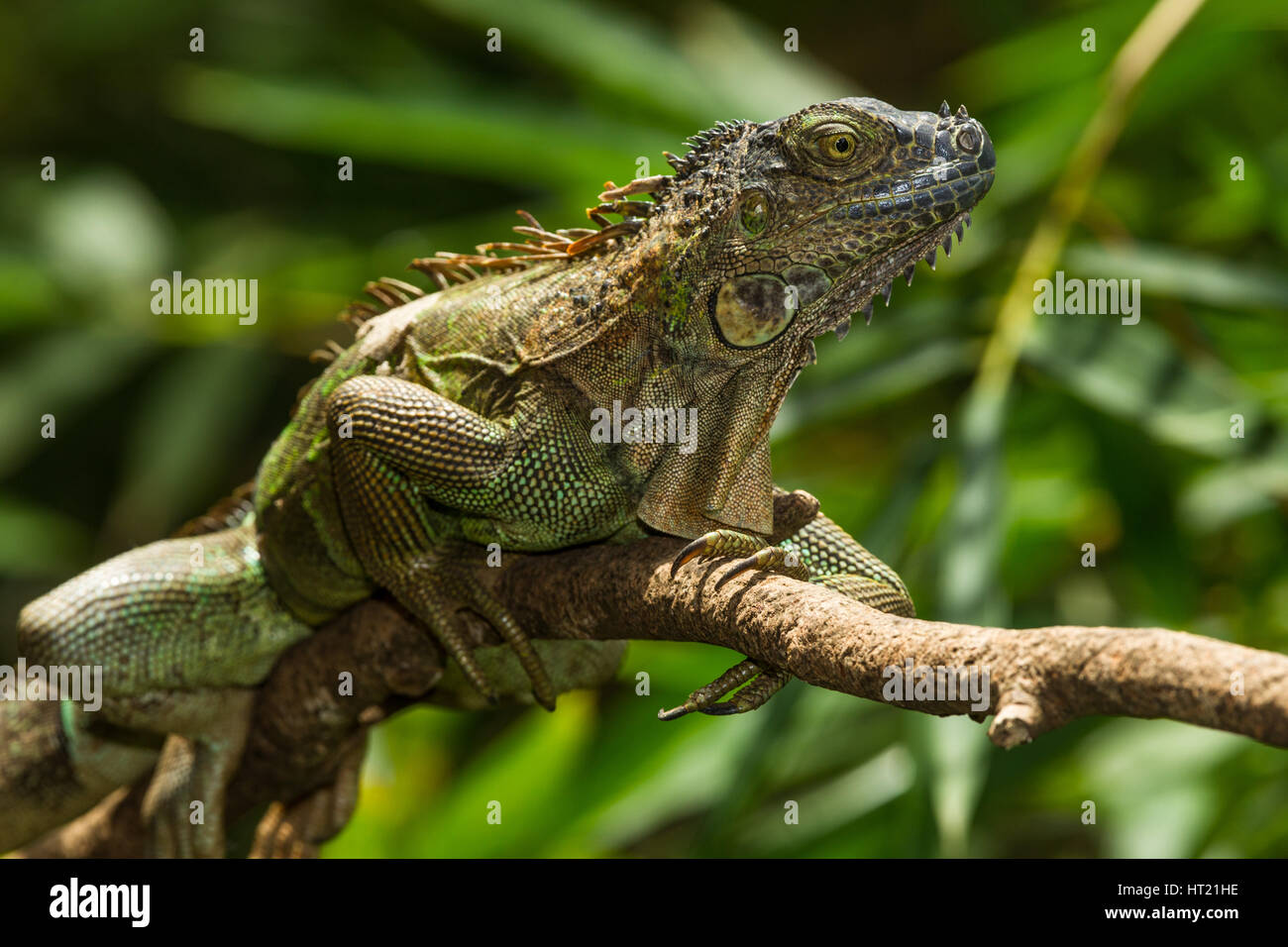 Eine große Erwachsene grüner Leguan, Iguana Iguana, in einem Baum im Regenwald in Costa Rica. Stockfoto