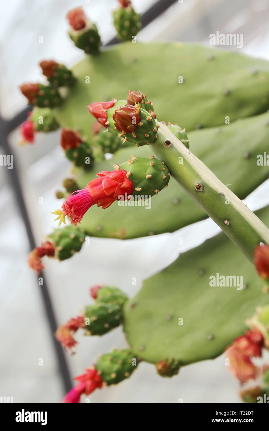 Kaktusblüte im Botanischen Garten in Chiang Mai, Thailand Stockfoto