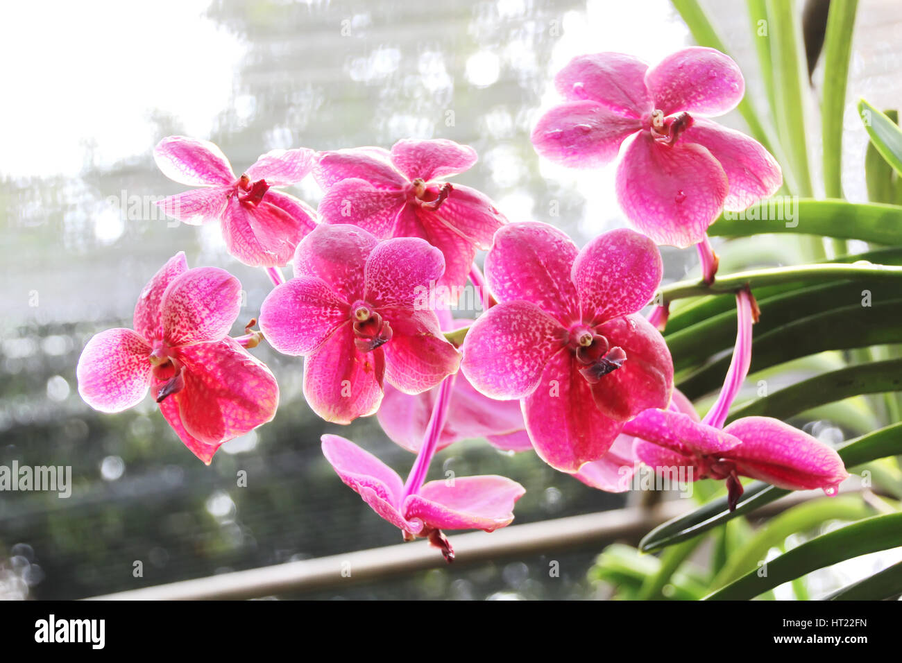 Thai Orchid im Botanischen Garten Chiang Mai, Thailand Stockfoto