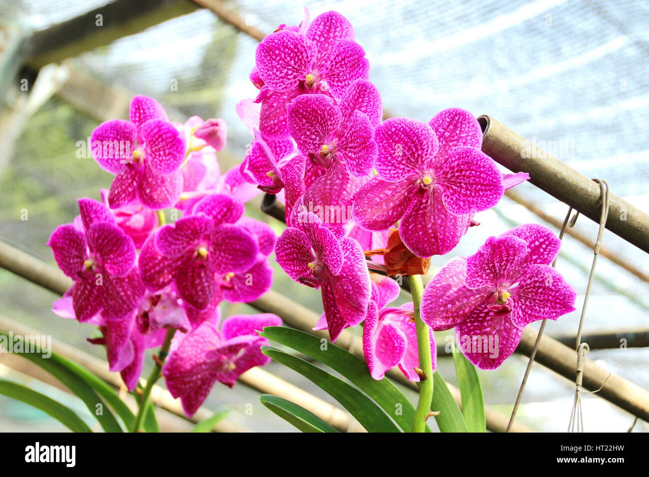 Thai Orchid im Botanischen Garten Chiang Mai, Thailand Stockfoto