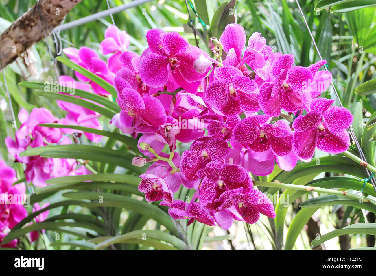 Thai Orchid im Botanischen Garten Chiang Mai, Thailand Stockfoto