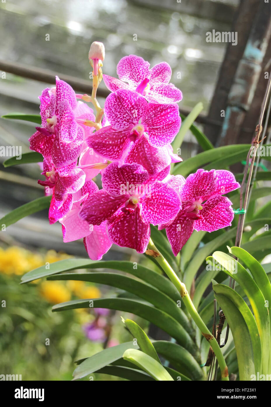 Thai Orchid im Botanischen Garten Chiang Mai, Thailand Stockfoto