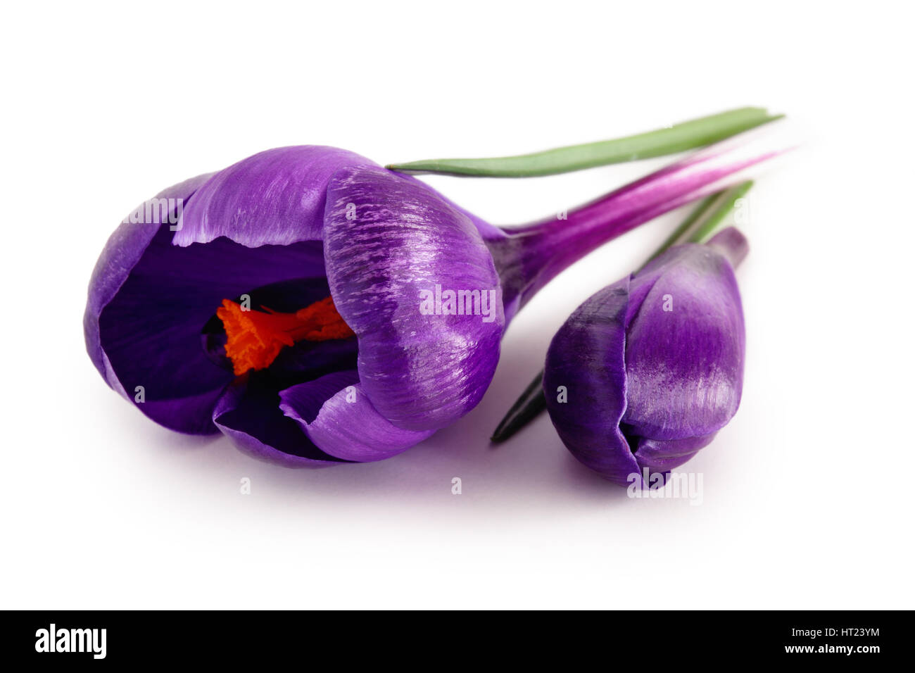 Closeup Aufnahme des weiße und Violette Krokusse. Isoliert auf weißem Hintergrund. Stockfoto