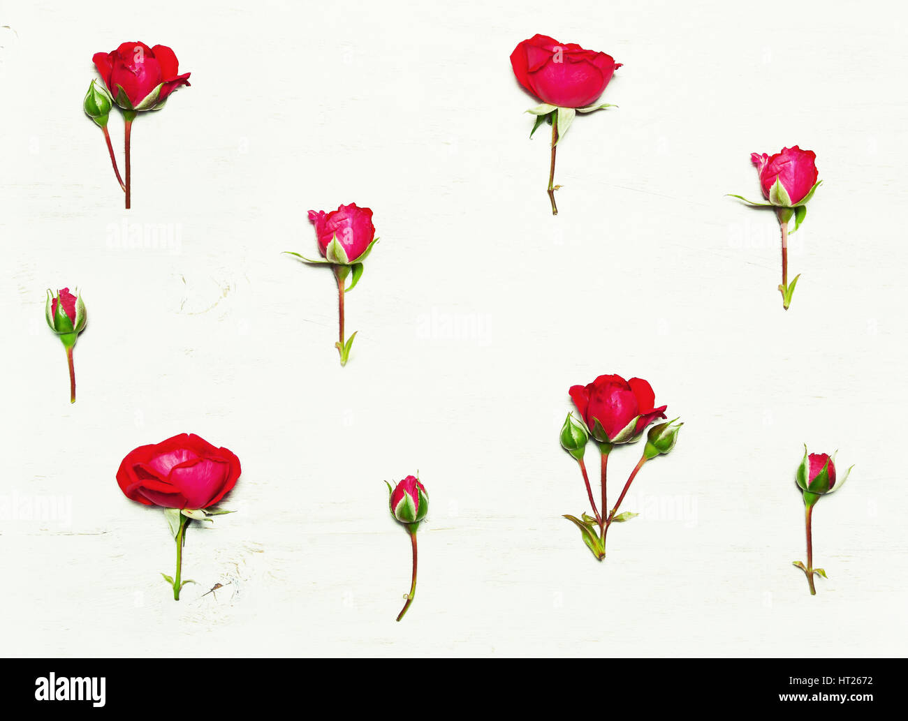 Das Muster der Blumen, rote Rosen auf weißem Hintergrund. Ansicht von oben flach Stockfoto