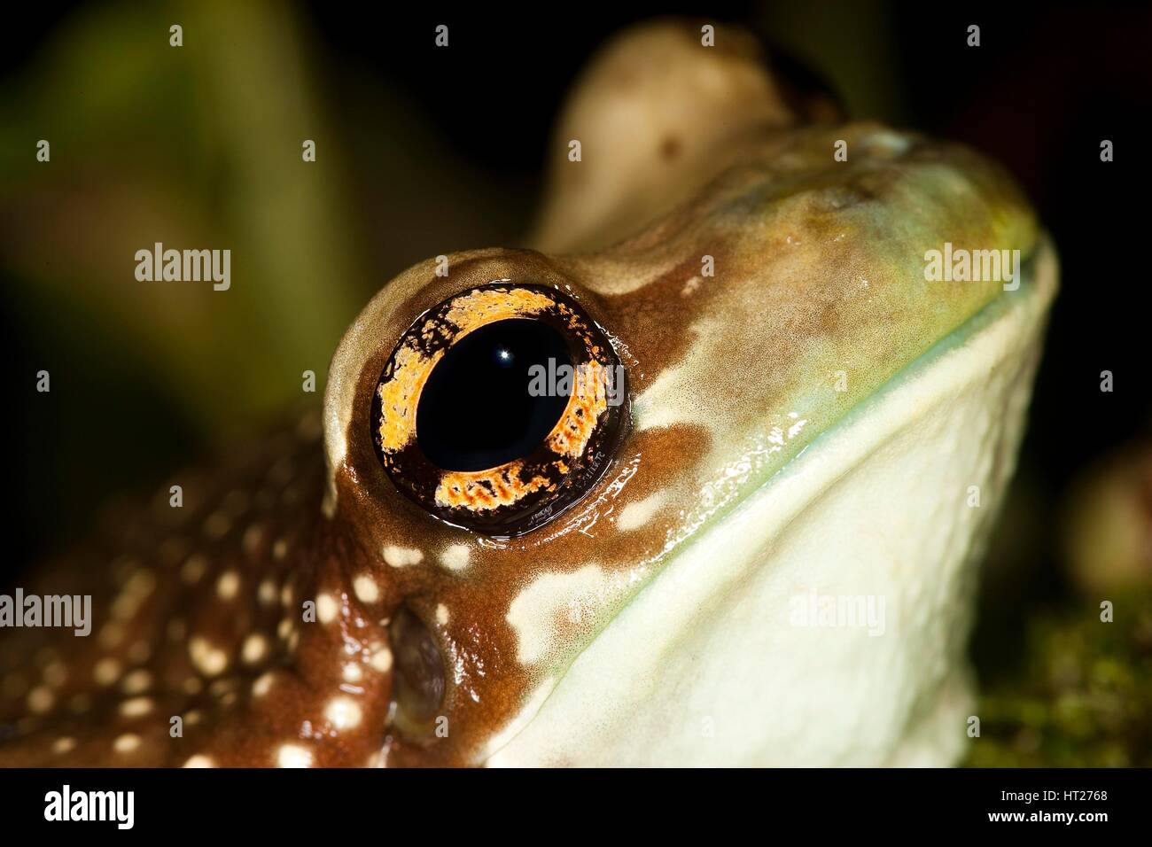 Amazon Milch Frosch, Phrynohyas Resinifictrix, Erwachsener, close-up of Eye Stockfoto