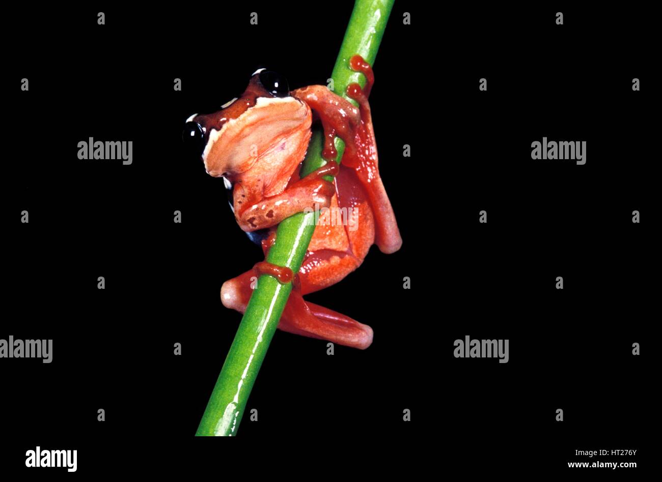 Frosch, Afrixalus sp. Stockfoto