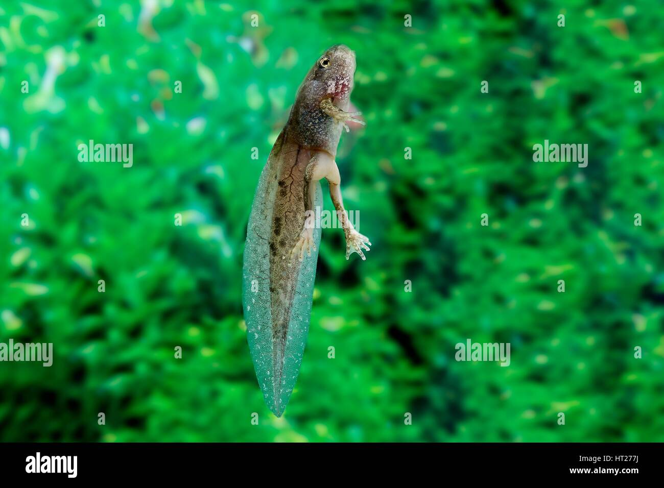 Essbare Frosch oder Green Frog, Rana Esculenta, Kaulquappe stehen im