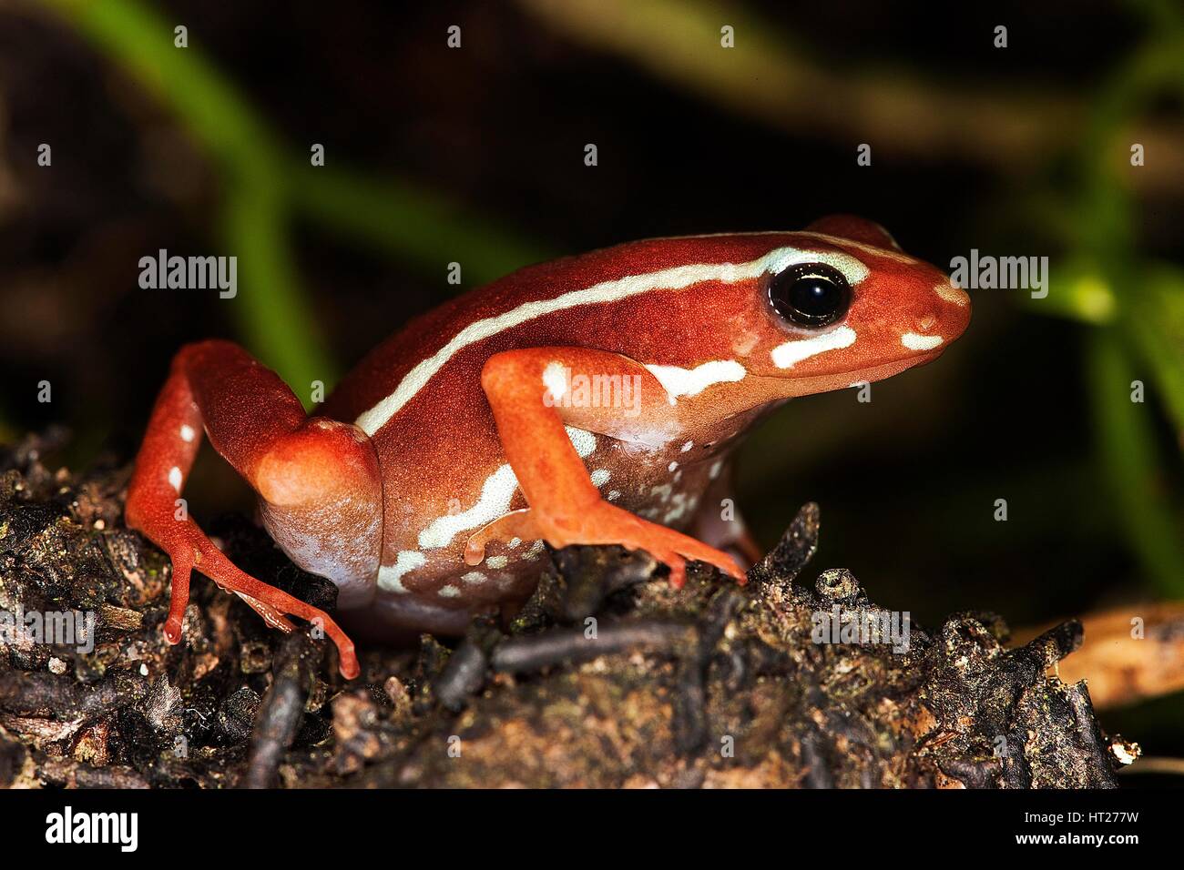 PHANTASMAL POISON FROG Epipedobates Tricolor, Erwachsene Stockfoto