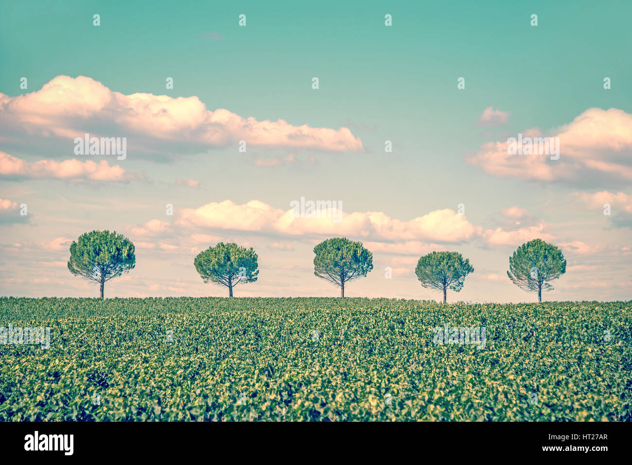 Reihe von fünf Bäumen in einem Feld, vintage Stockfoto
