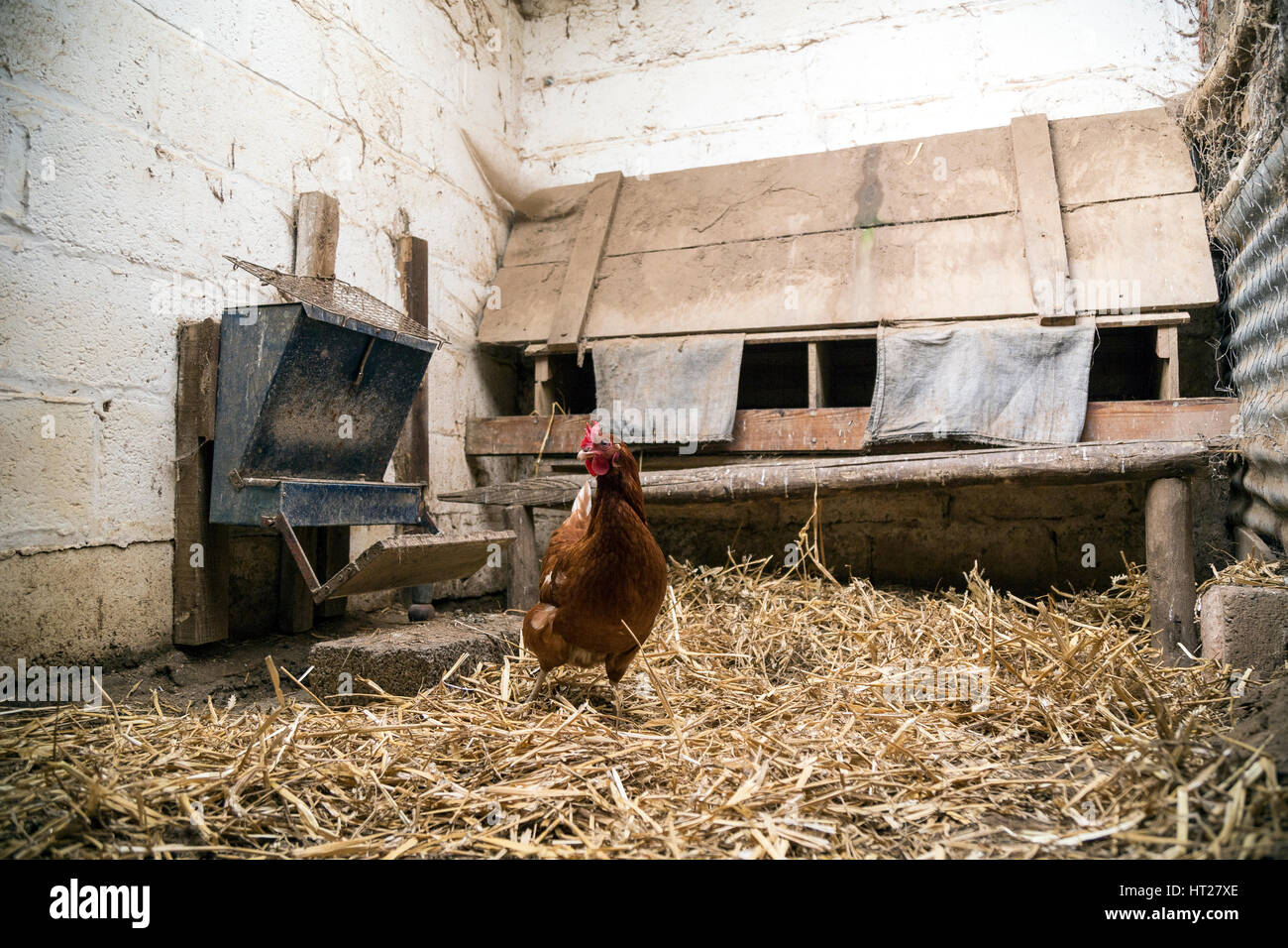 Im Inneren einer Henne Coop oder Hühnerstall, enthält ein Ei mit freilaufenden Henne. Innen, Vogelgrippe eine hausgemachte laufen zu vermeiden Stockfoto