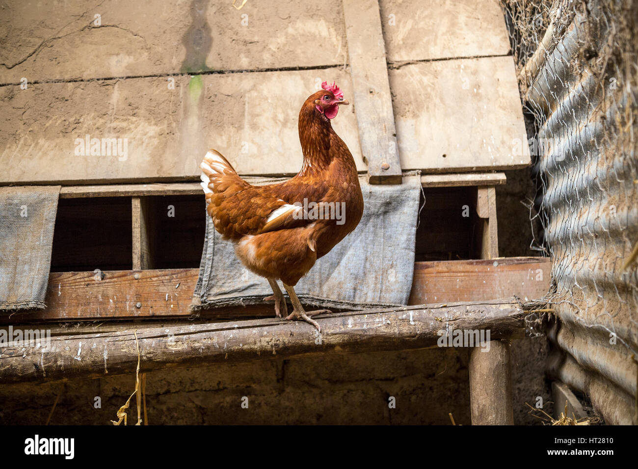 Im Inneren ist eine Henne Coop. Chicken run mit einem Ei Lager freie Strecke Henne. Innerhalb der Run auf Vogelgrippe, Eizelle, Gift, Keimzelle, Zygote vermeiden Stockfoto