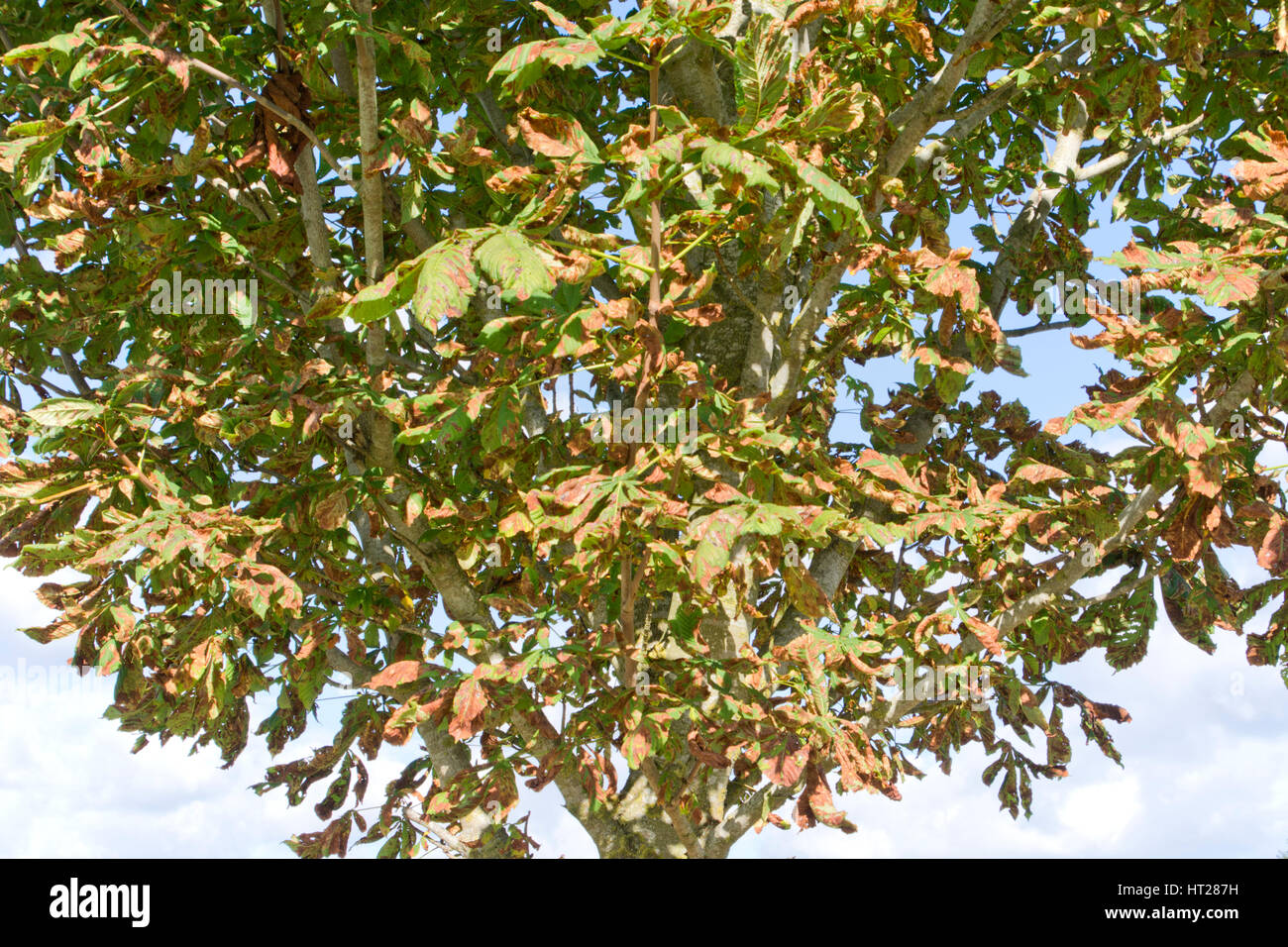 Blattflecken auf Rosskastanie Blätter Stockfoto