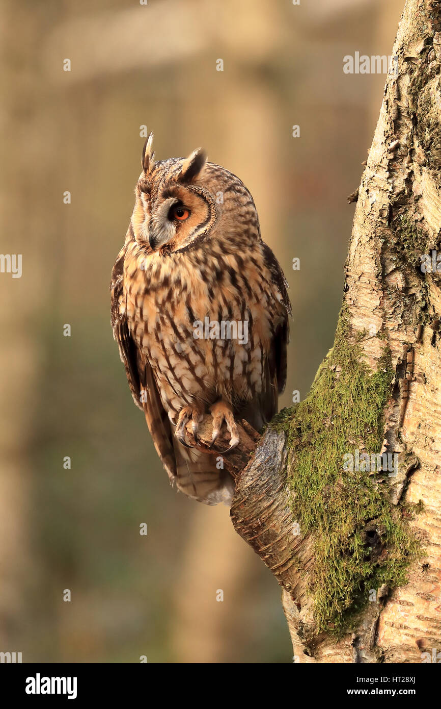 Lange eared Eule thront auf einem Ast in einem Wald in der frühen Morgensonne, schönes Detail. Stockfoto