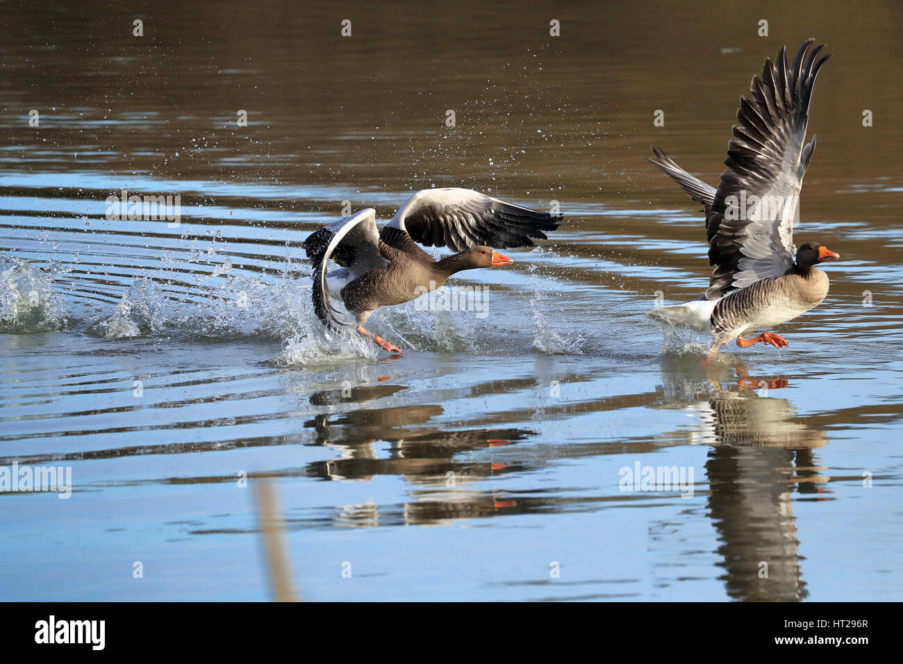 Graugans, einen rivalisierenden Graugans über das Wasser zu jagen. Stockfoto