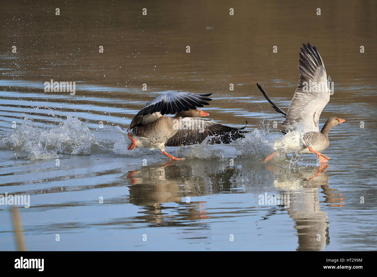 Graugans, einen rivalisierenden Graugans über das Wasser zu jagen. Stockfoto