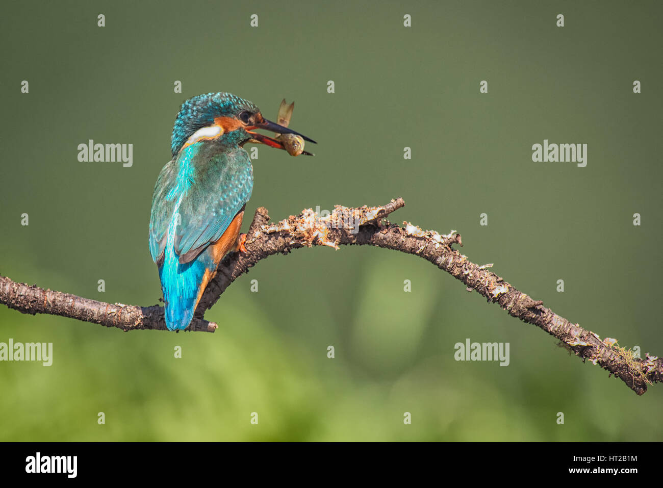 Ein Eisvogel sitzt auf einem Ast mit einem Fisch im Schnabel Stockfoto