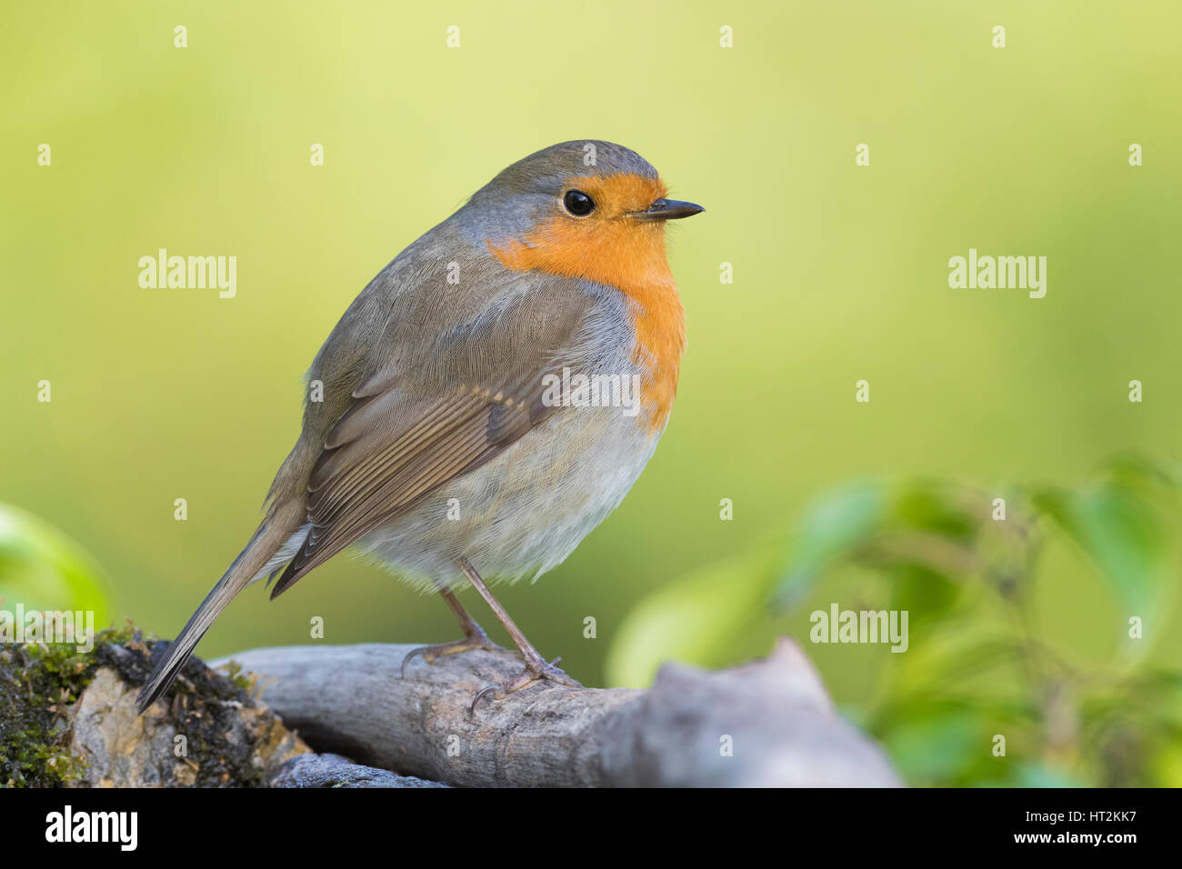 Rotkehlchen (Erithacus Rubecula), Erwachsene, stehend auf einem Stück Holz Stockfoto