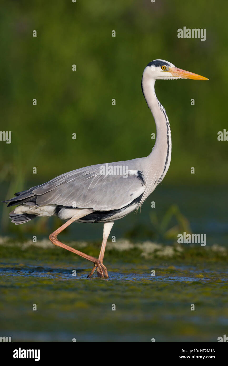 Graureiher (Ardea Cinerea), Erwachsene zu Fuß in das Wasser Stockfoto