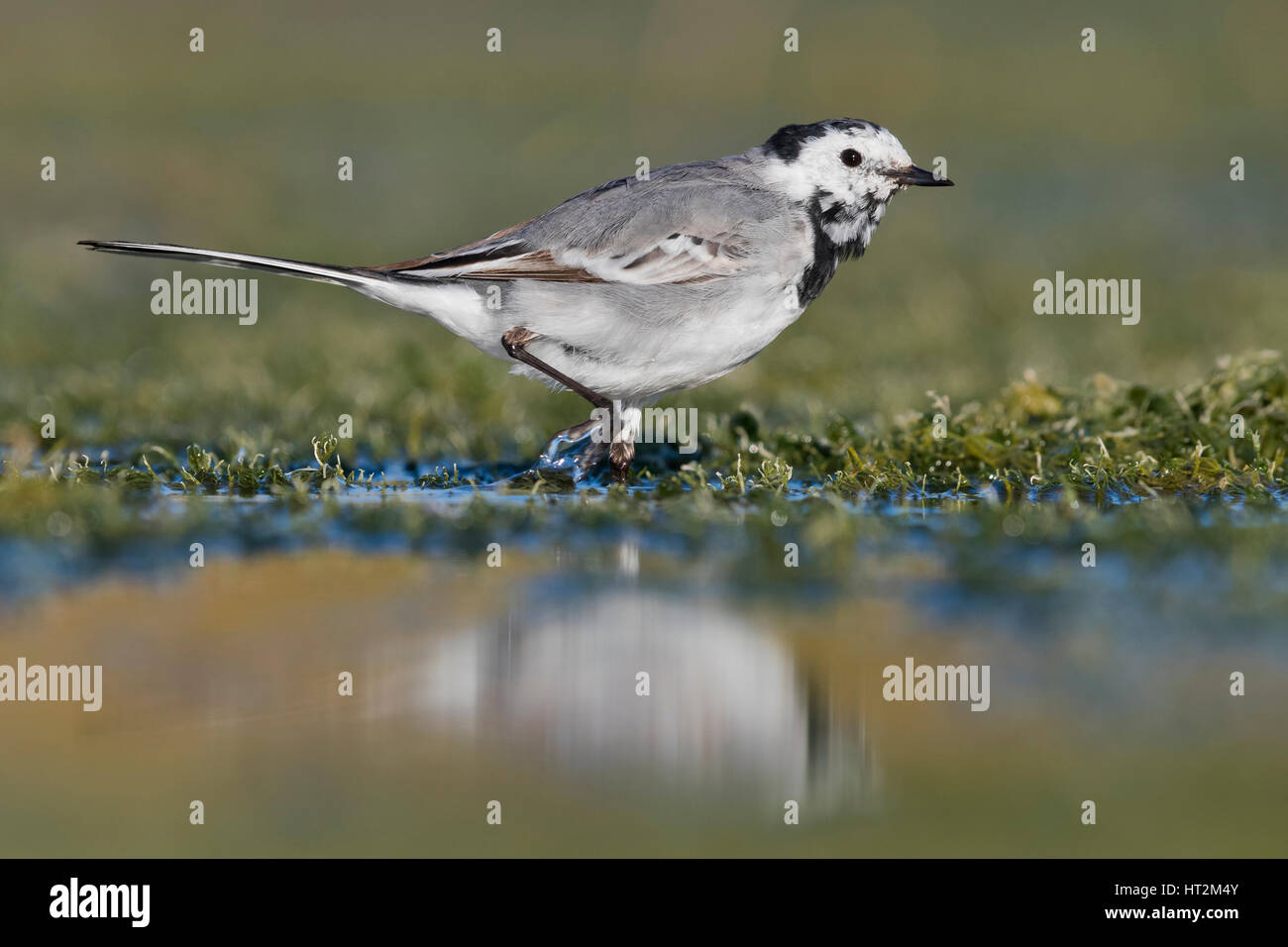 Bachstelze (Motacilla Alba), zu Fuß in einem Sumpf Stockfoto