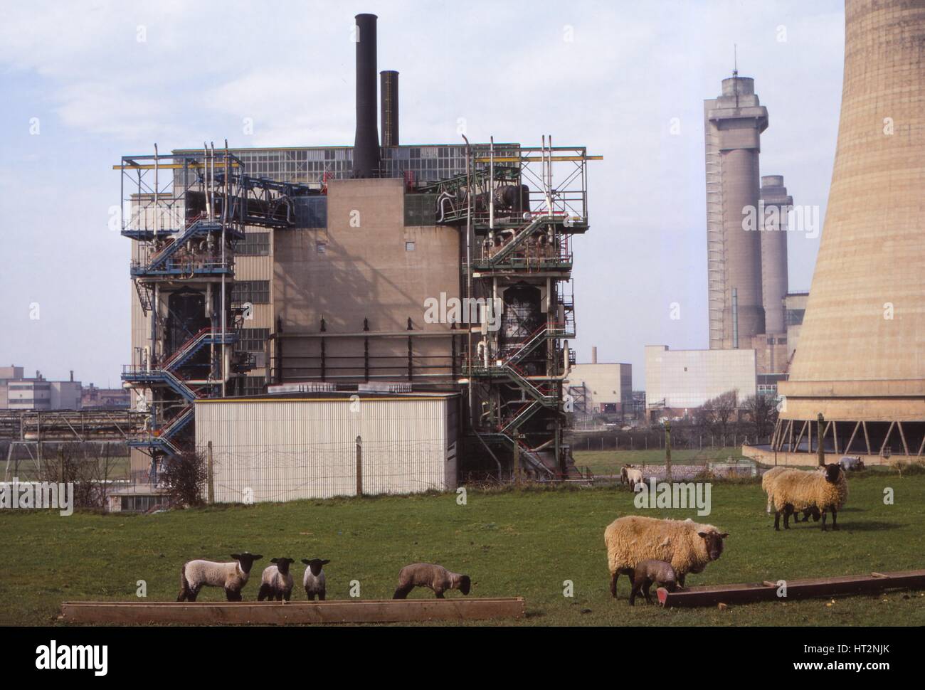 Cheviot-schwarze Schafe grasen auf Calder Hall Nuclear Power Station, Cumberland, des 20. Jahrhunderts. Künstler: CM Dixon. Stockfoto