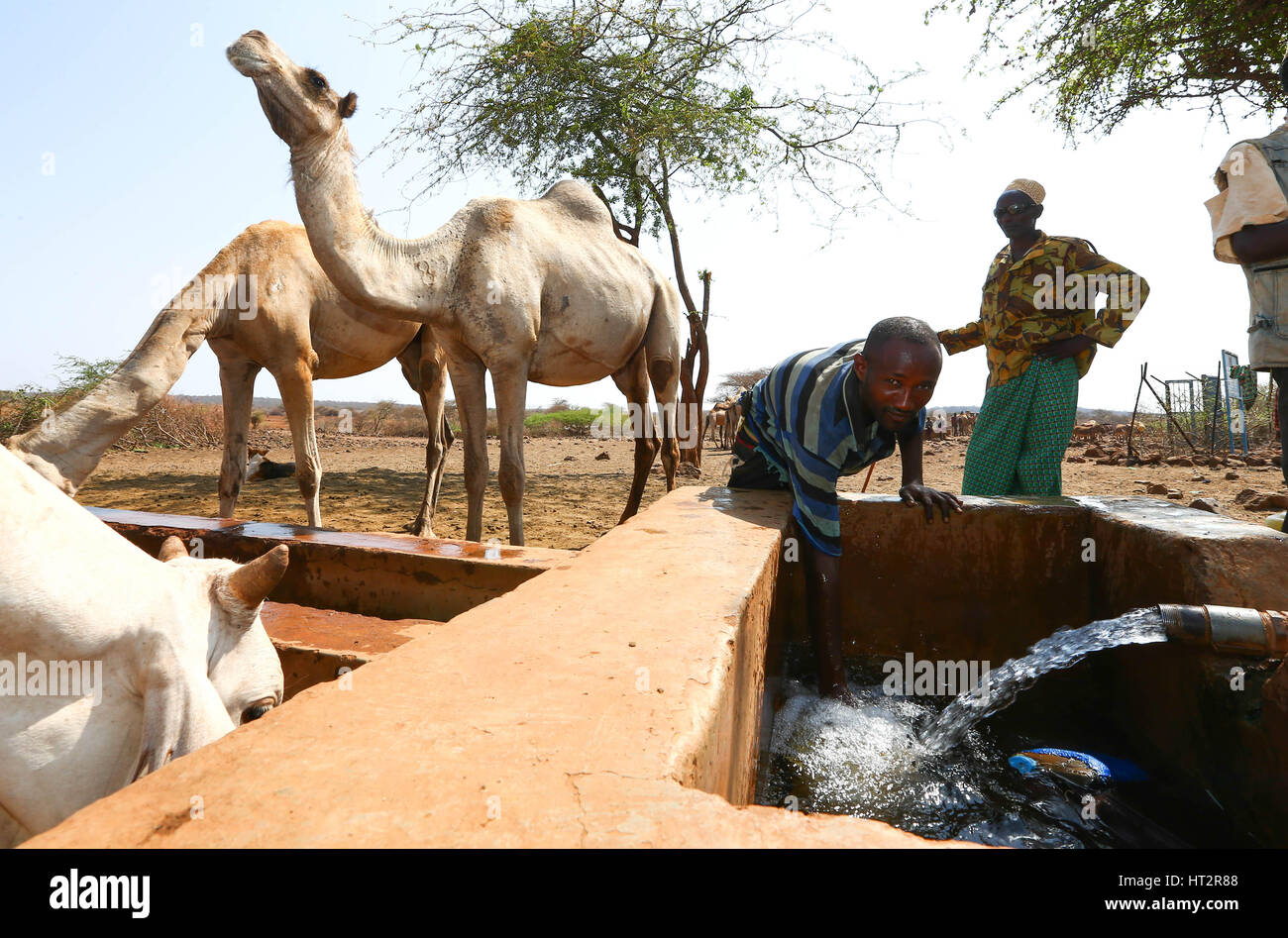 Marsabit, Kenia. 4. März 2017. Ein Hirte sammelt Wasser in Marsabit, eines der schwersten Dürre betroffenen Regionen in Kenia, am 4. März 2017. Die UNO-Relief-Chef am Samstag forderte internationalen Unterstützung für die schätzungsweise 2,7 Millionen Menschen in Kenia, die brauchen dringend Nahrung und Wasser nach Ausbruch einer schweren Dürre. Bildnachweis: Pan Siwei/Xinhua/Alamy Live-Nachrichten Stockfoto