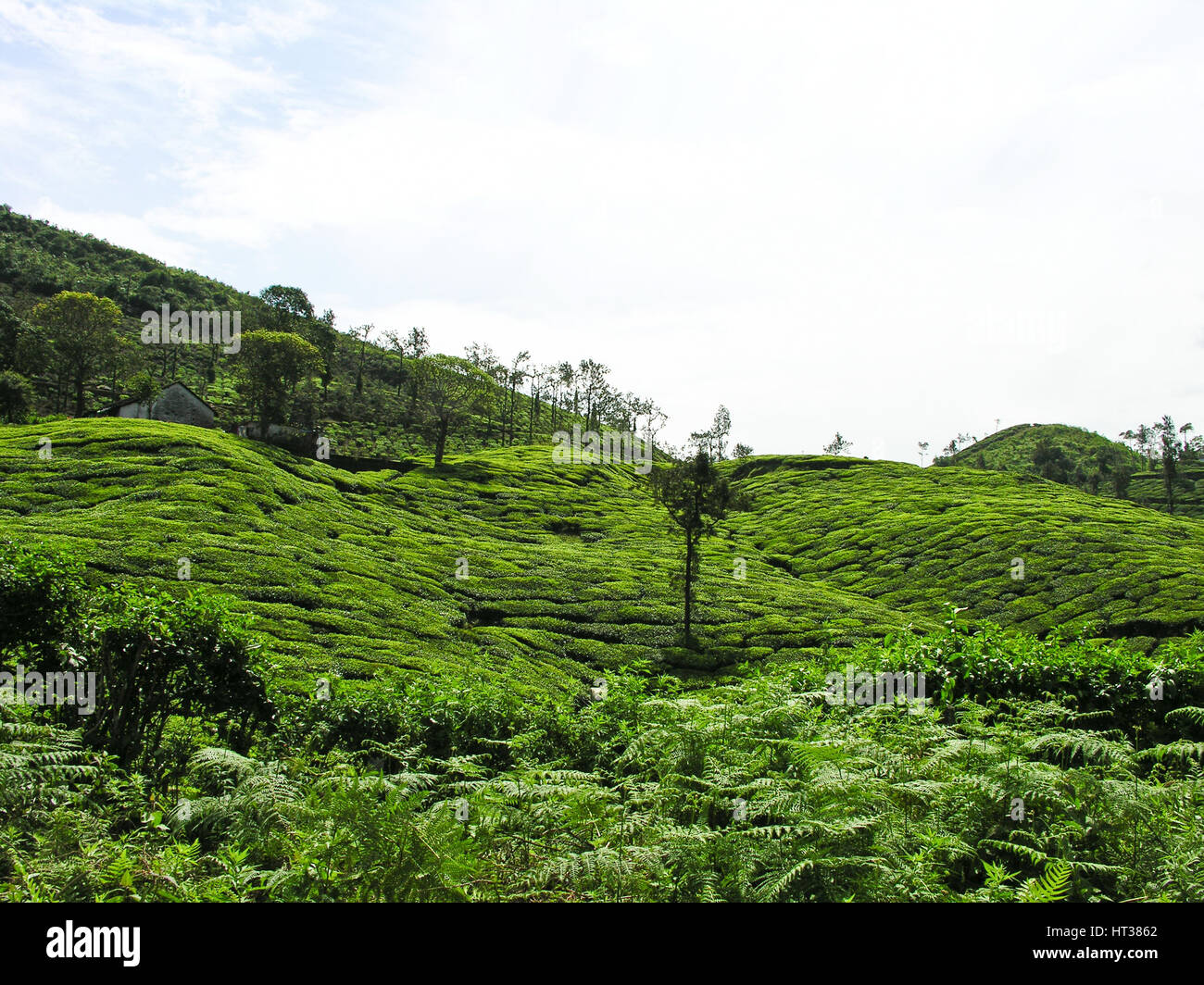 Teegärten in Ooty, Indien Stockfoto