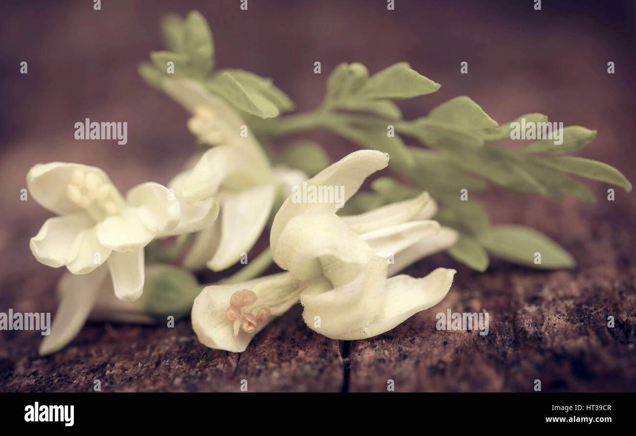 Genießbare moringa Blumen mit grünen Blättern in Holz Oberfläche Stockfoto