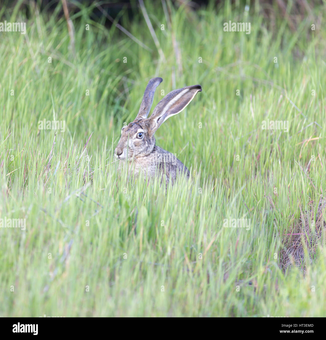 Schwarz-angebundene Jackrabbit - Lepus californicus Stockfoto