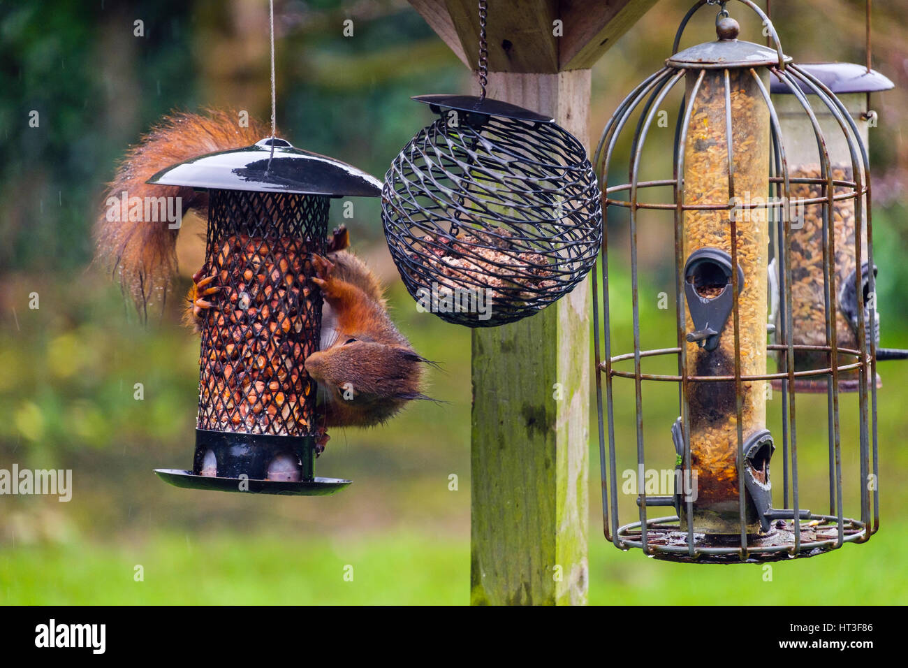 Ein Eichhörnchen (Sciurus Vulgaris) Essen Erdnüsse von Eichhörnchen krisenfest Samen Zubringer von Gartenvögel Tisch hängen. Anglesey Wales UK Stockfoto