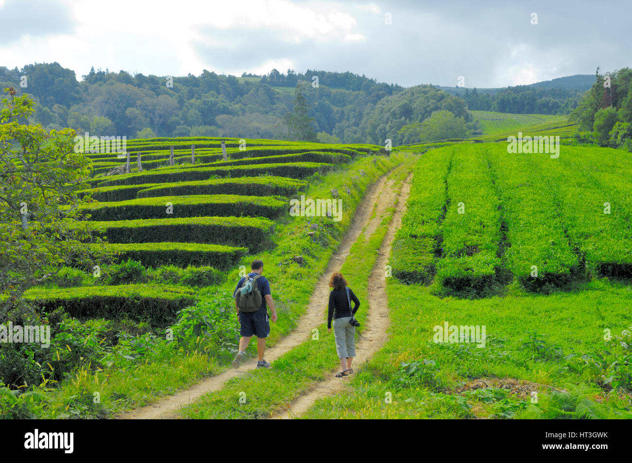 Besucher zu Fuß entlang Bauernhof verfolgen in Gorreana Chá Tee-Plantage, Insel Sao Miguel, Azoren Stockfoto