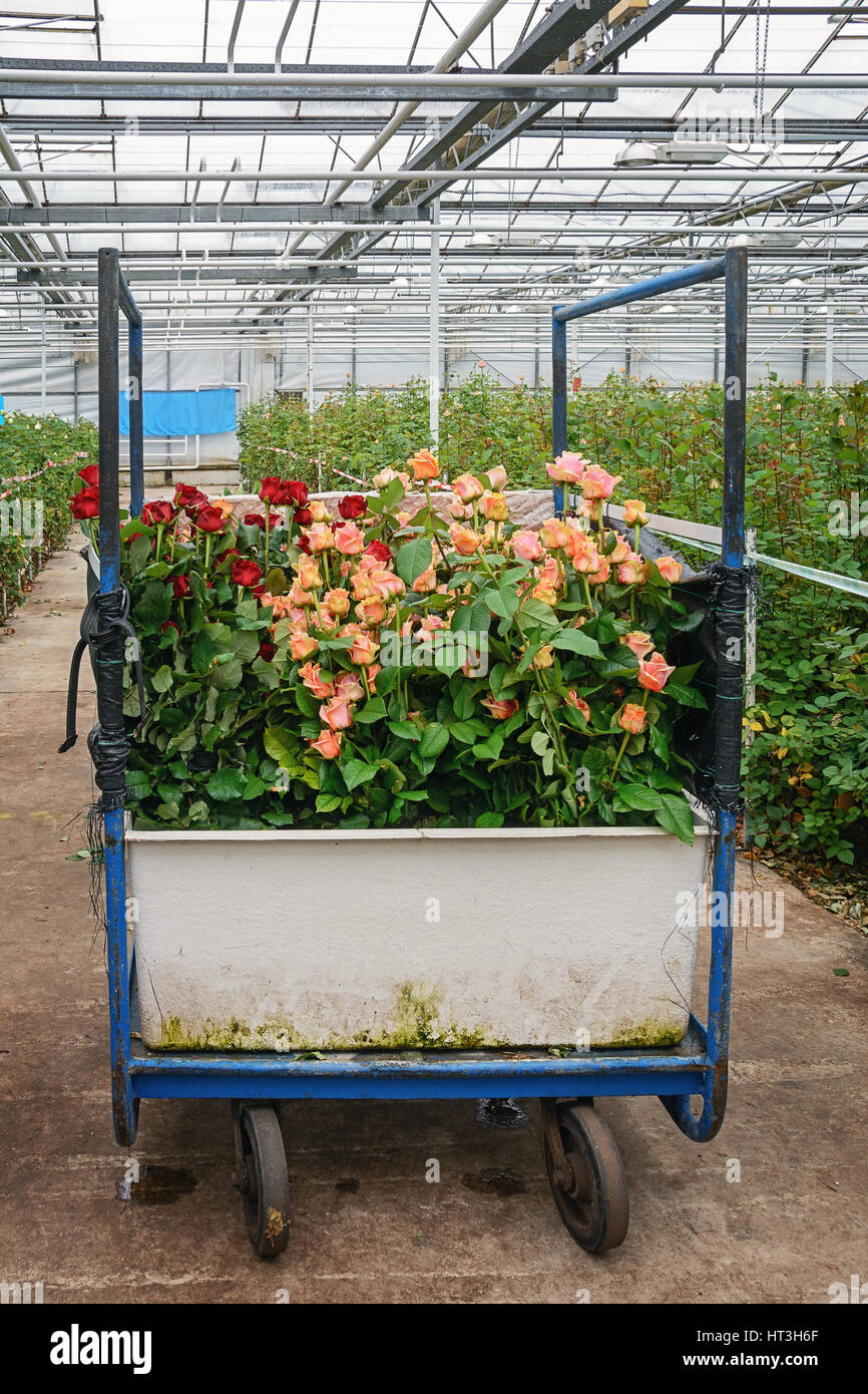 Volle Anhänger Schnittblumen für den weiteren Transport. Stockfoto