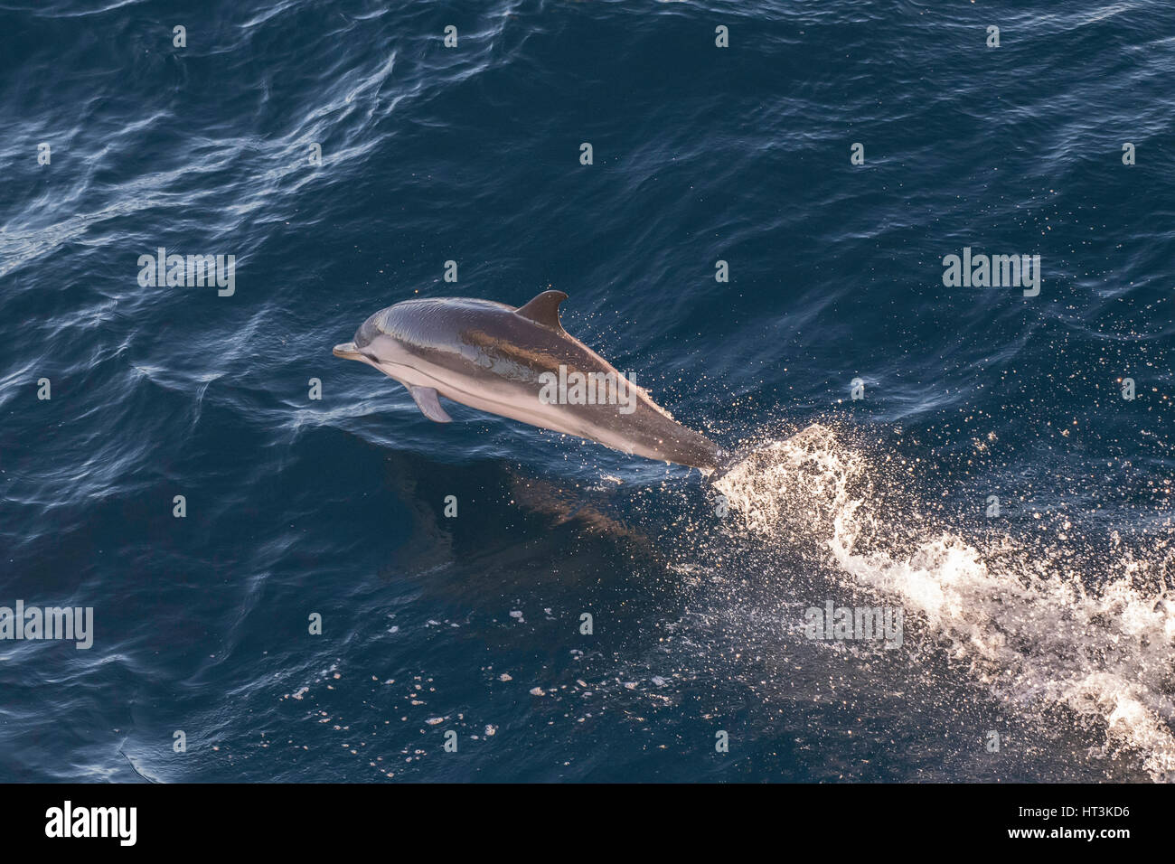Gestreifter Delphin, Stenella Coeruleoalba aus Lissabon, Portugal, Nord-Atlantik springen Stockfoto