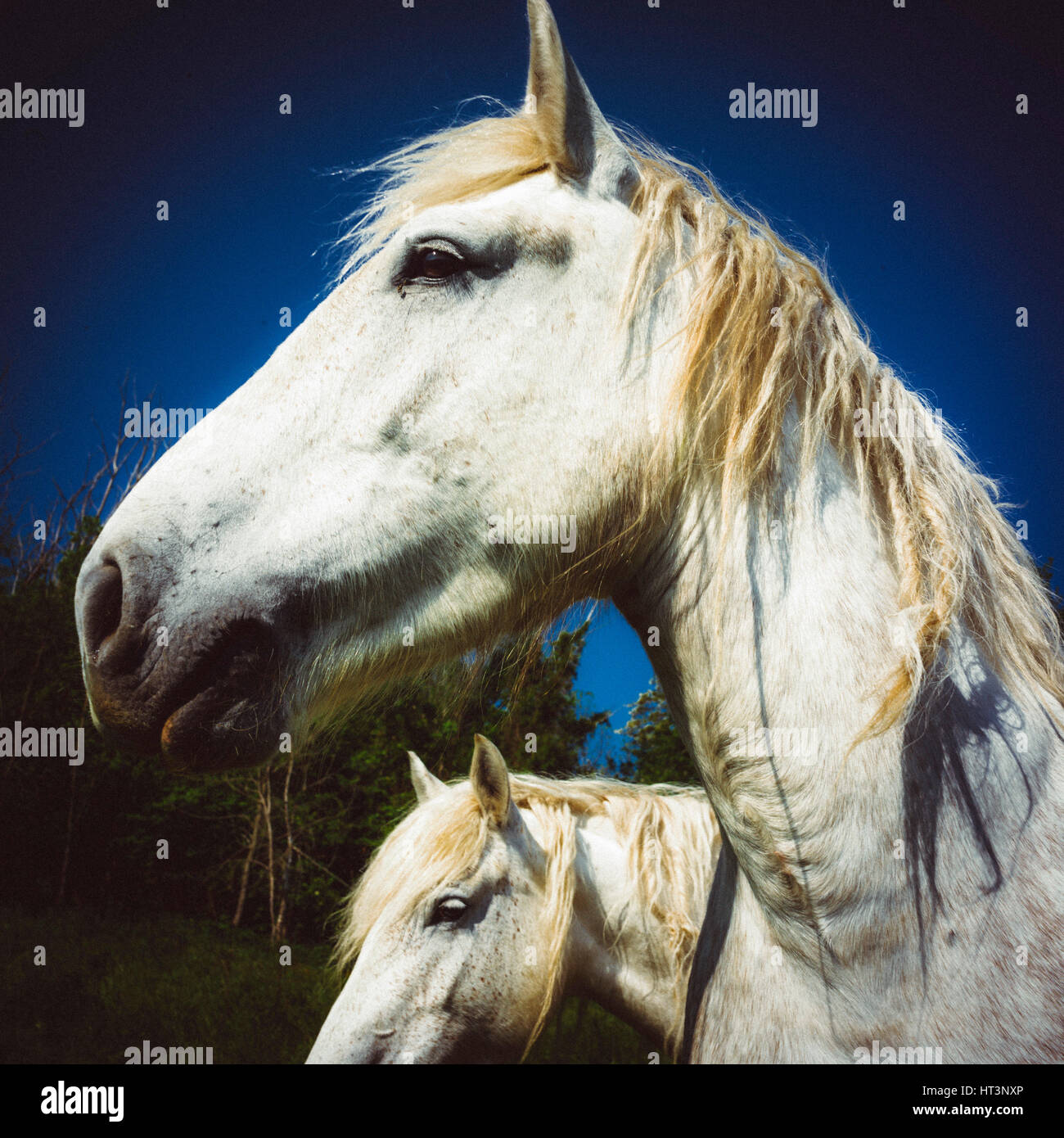 Weiße Pferde Stockfoto