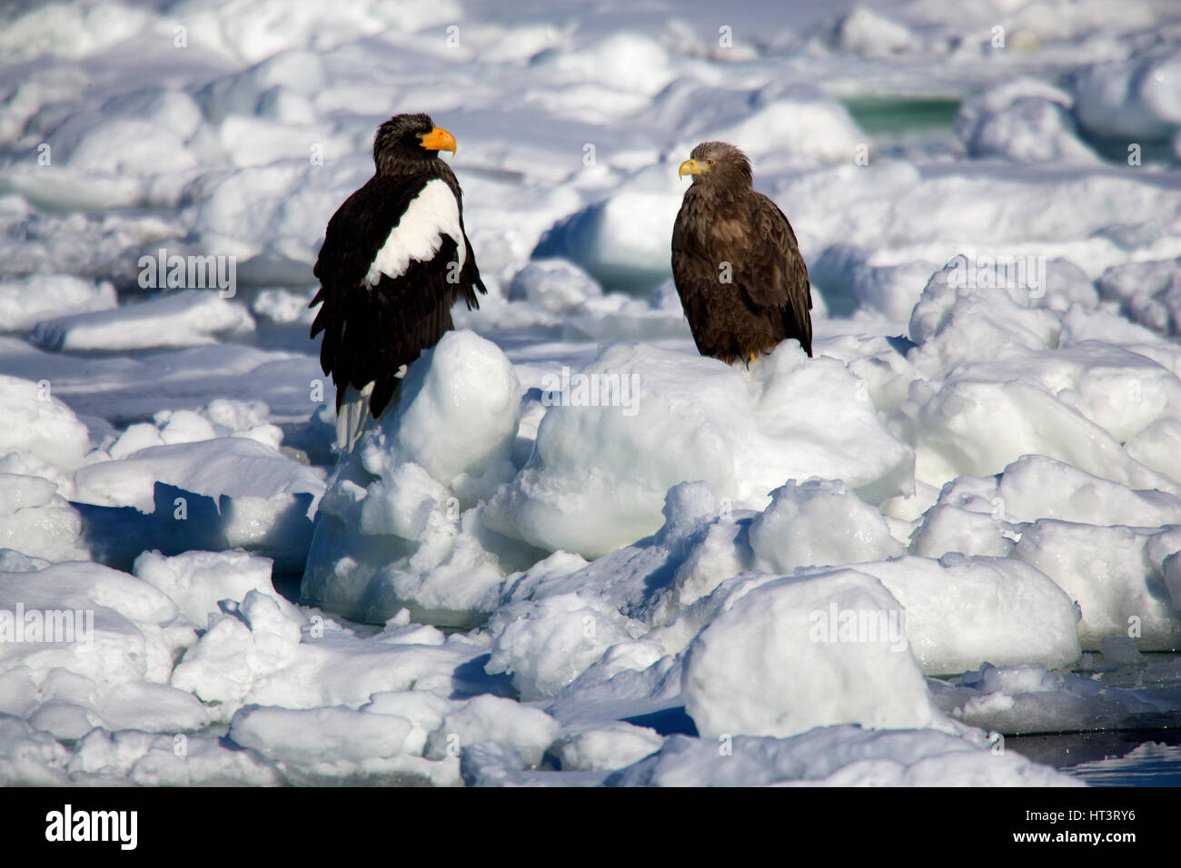 Stellers Seeadler (Haliaeetus pelagische), R und Seeadler (Haliaeetus Horste) Adler, Eis-L, am Meer, Meer von Okhotsk, Rausu, Hokkaido, Japan Stockfoto